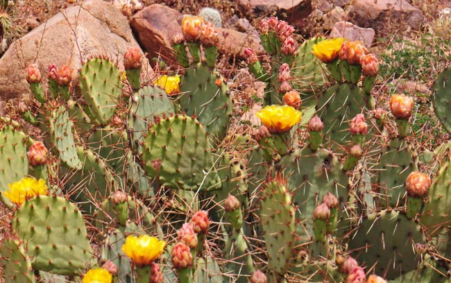 Twistspine Pricklypear has from 0 to 4 spines from each areole, erect or spreading, white to red-brown; glochids are in dense tufts, pale yellow, tan to red-brown and aging brown. Opuntia macrorhiza Twistspine Pricklypear has from 0 to 4 spines from each areole, erect or spreading, white to red-brown; glochids are in dense tufts, pale yellow, tan to red-brown and aging brown. Opuntia macrorhiza